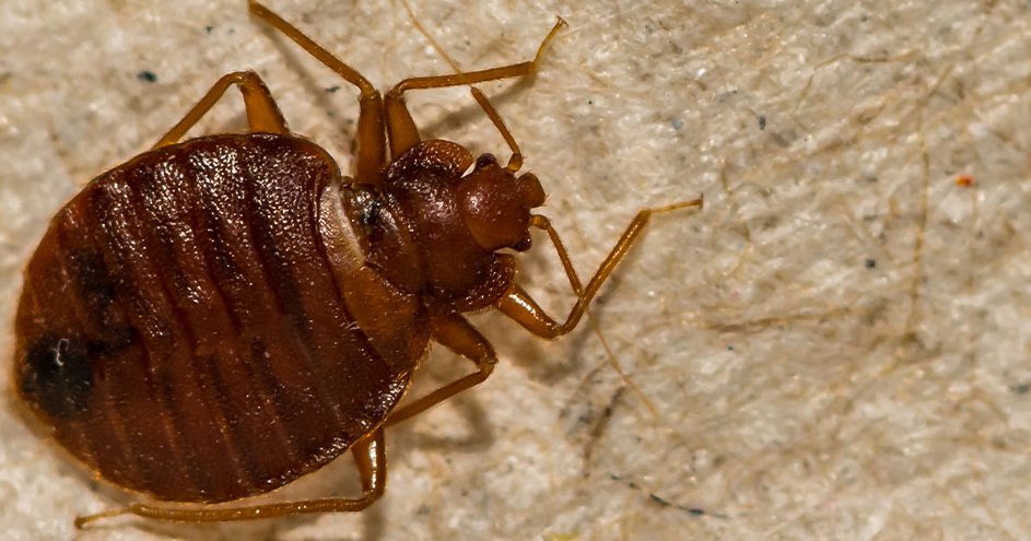 Punaise de lit adulte vue de près pour aide à l'identification d'une infestation