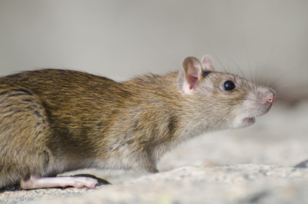 Gros plan sur un rat des rizières au soleil dans son habitat naturel