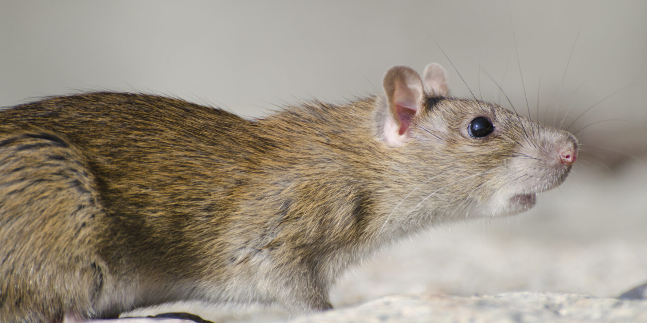 Gros plan sur un rat des rizières au soleil dans son habitat naturel