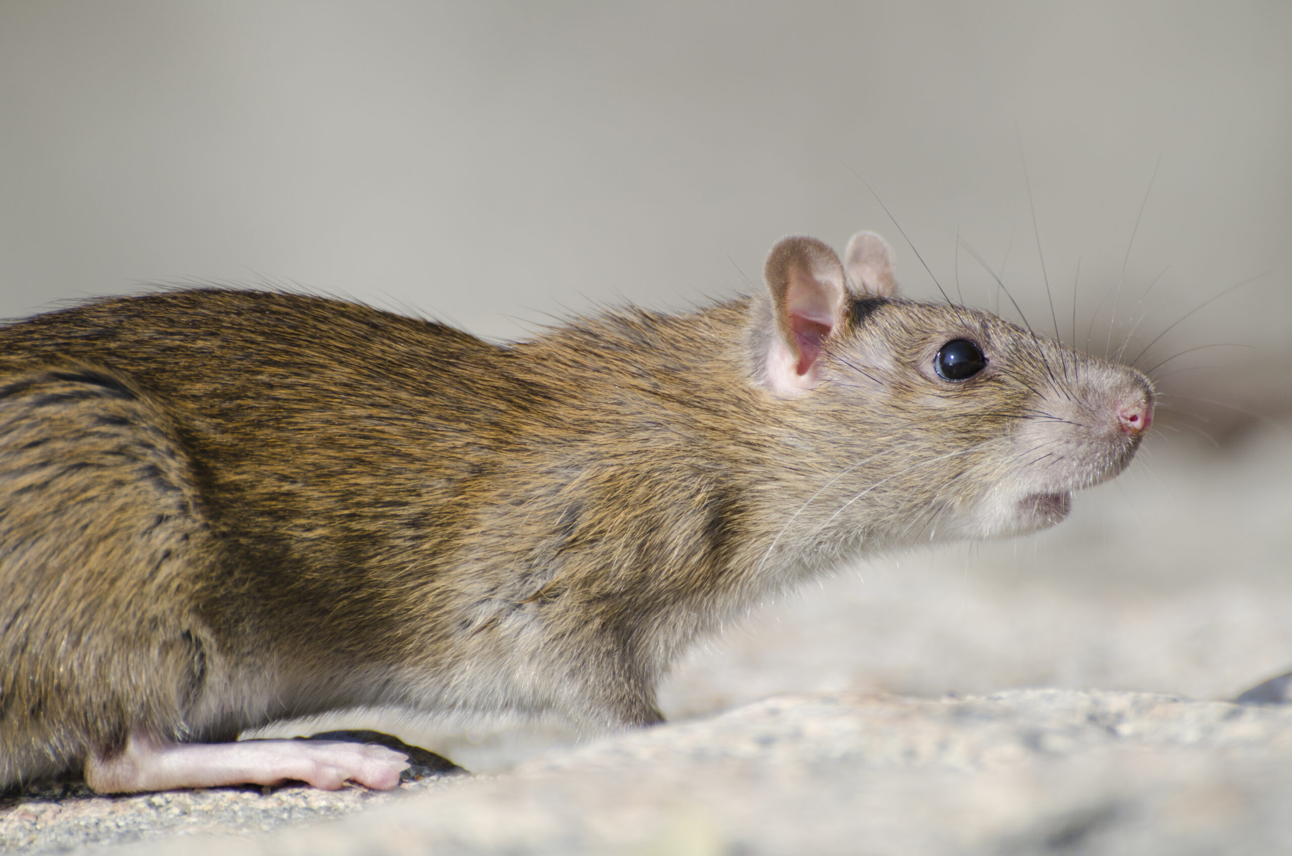 Gros plan sur un rat des rizières au soleil dans son habitat naturel