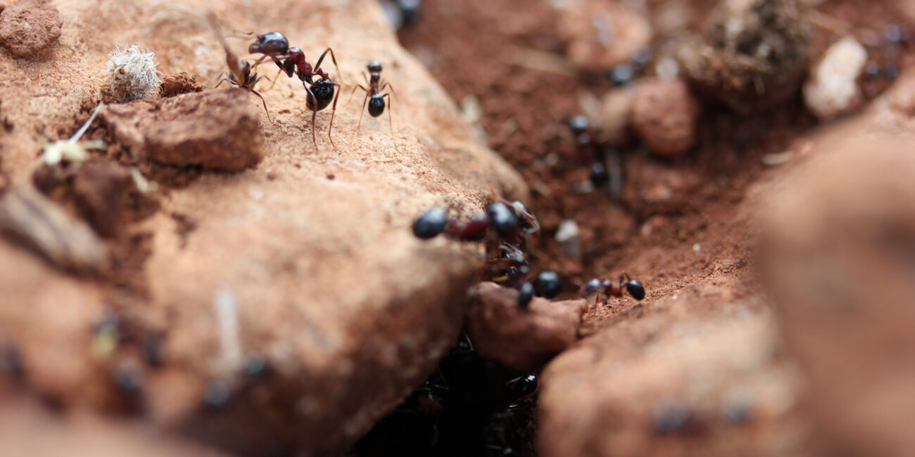 Fourmilière active dans le sol, cible d'un traitement anti-fourmis