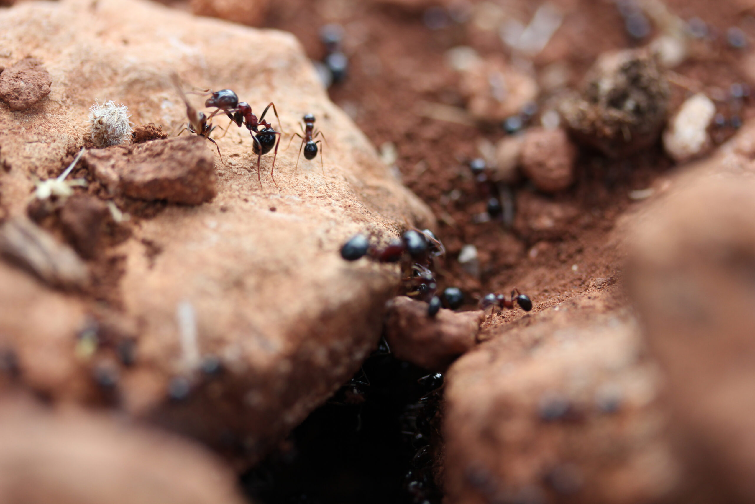 Fourmilière active dans le sol, cible d'un traitement anti-fourmis