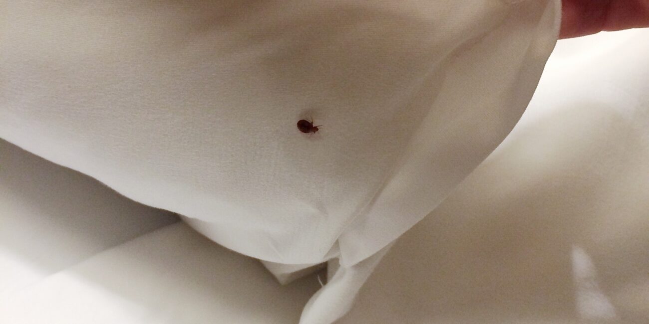 Punaise de lit cachée sous les draps d'un lit, cible du traitement anti-punaises A4D Sanitation