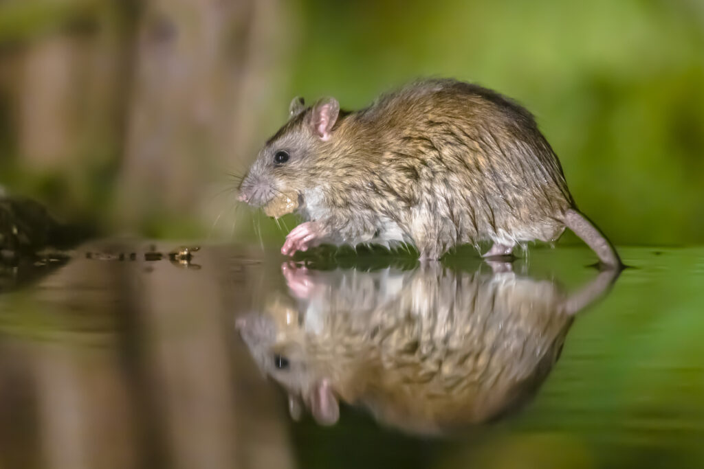 Rat brun marchant dans l'eau en pleine obscurité, typique des rats d'égouts