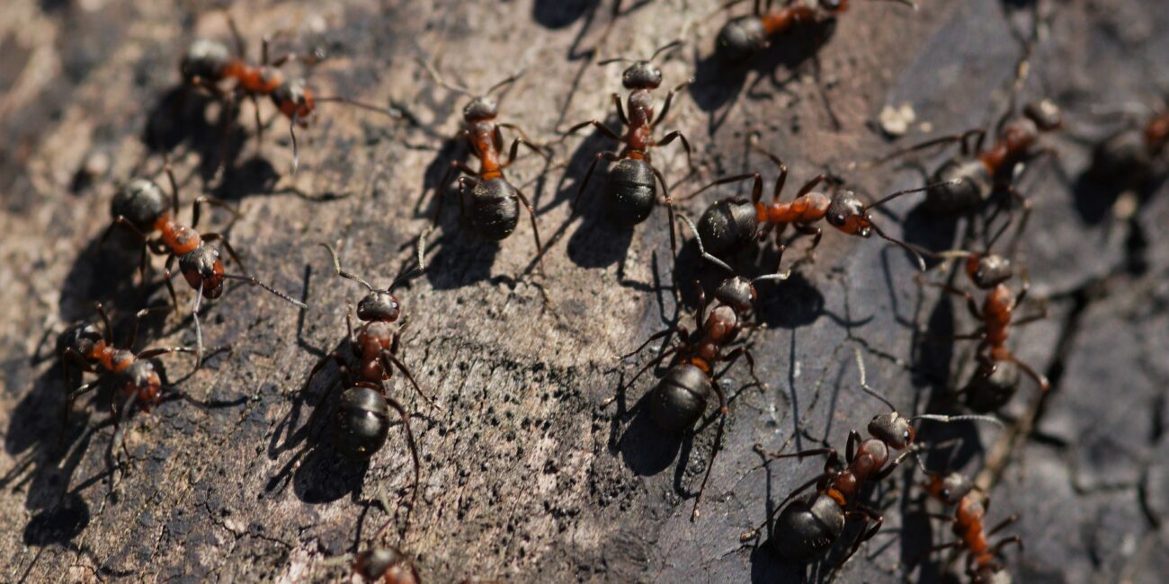 Fourmis déambulant sur une surface en bois ancien