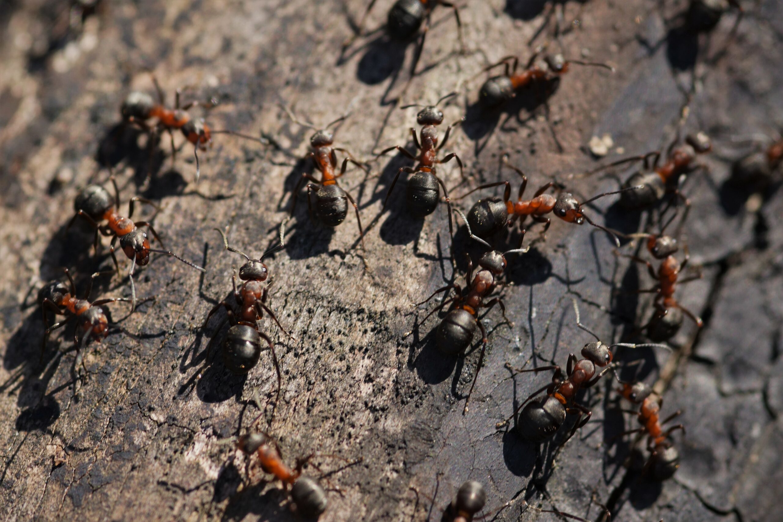 Fourmis déambulant sur une surface en bois ancien