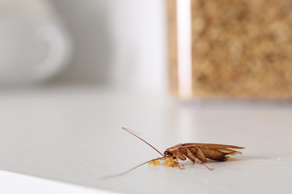 Cafard se nourrissant de miettes sur une table de cuisine