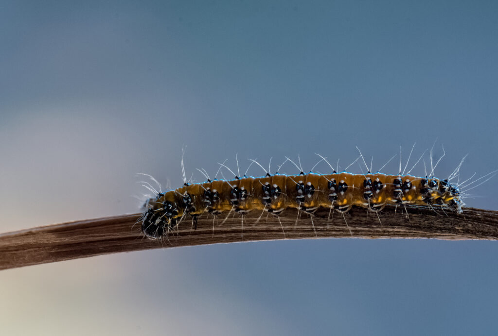 Chenille du genêt (Uresiphita reversalis) sur une plante