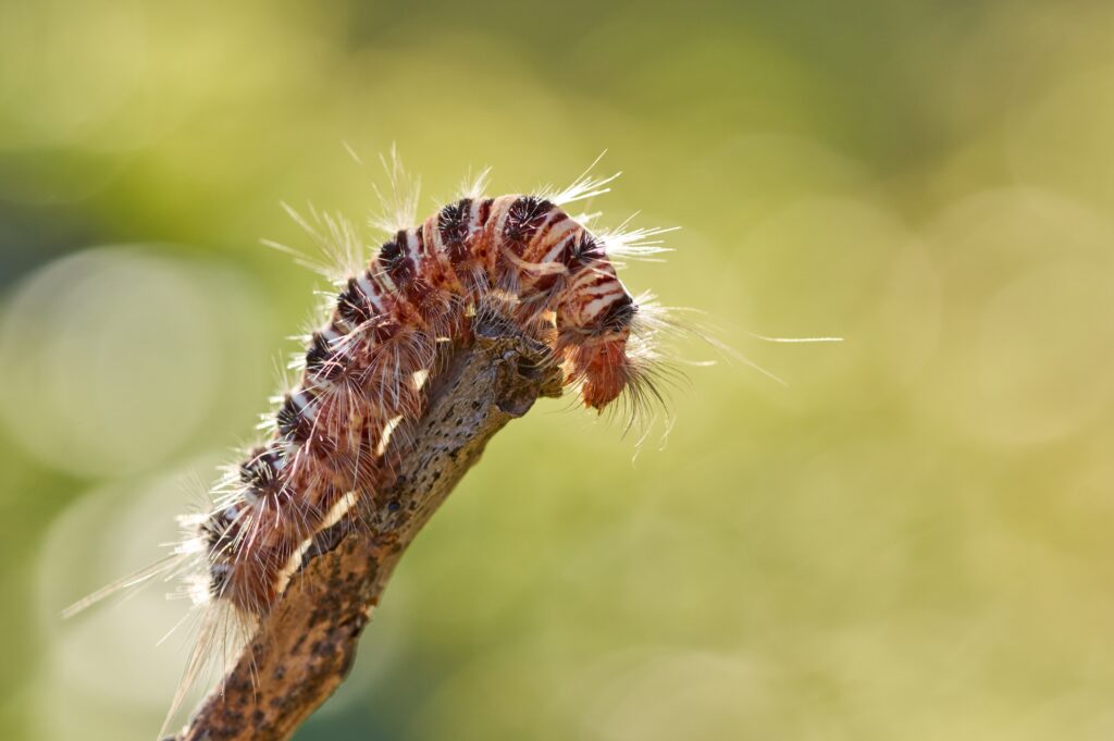Chenille velue sur une branche morte, potentiellement urticante
