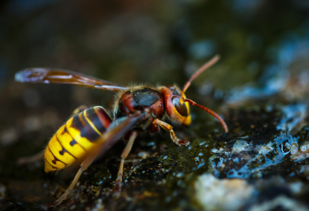 Abeille domestique (Apis mellifera) butinant, espèce protégée