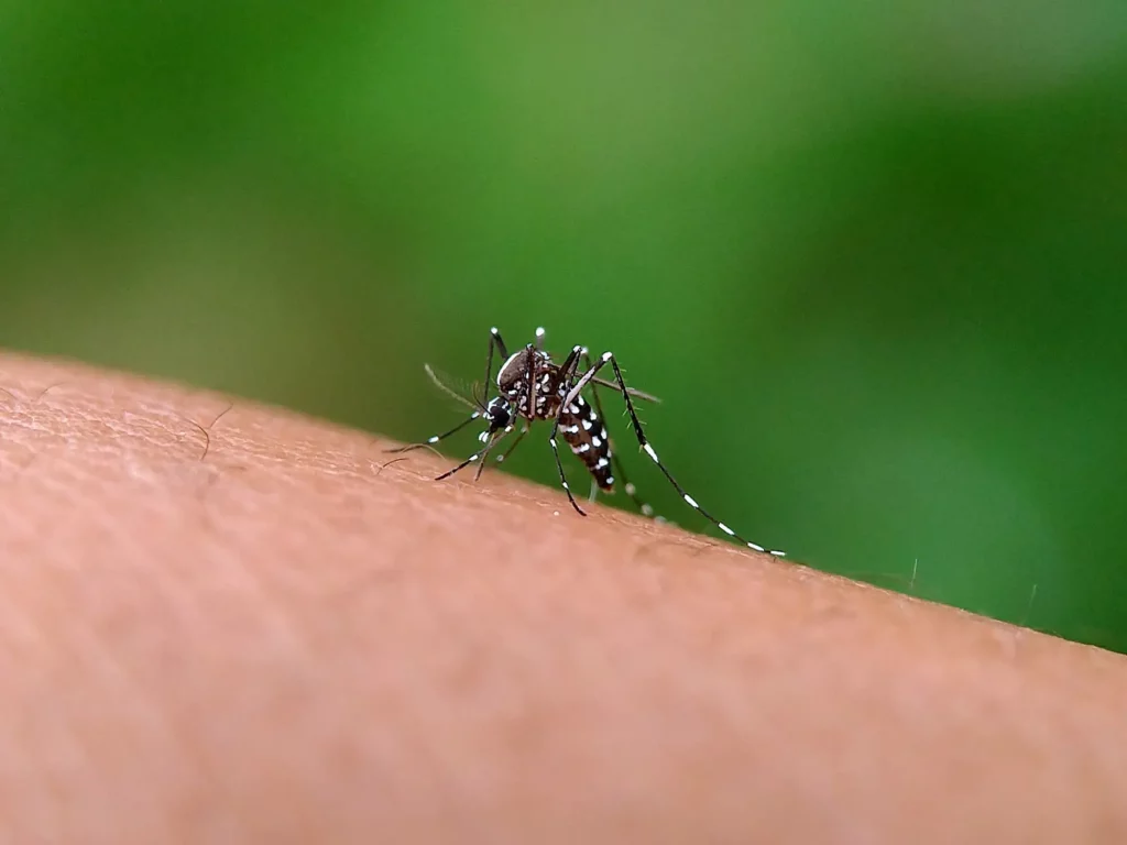 Moustique adulte traité en désinsectisation par A4D Sanitation