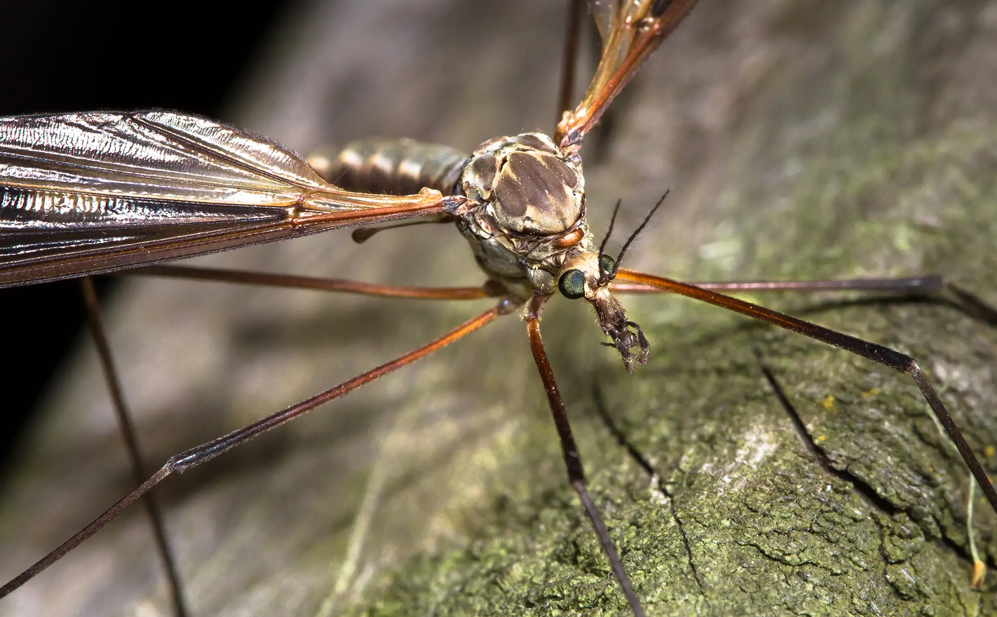 Moustique cible de la désinsectisation professionnelle A4D Sanitation