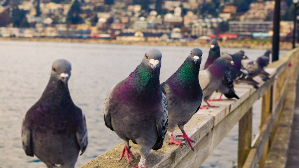 Groupe de pigeons en environnement urbain, cible de dépigeonnisation