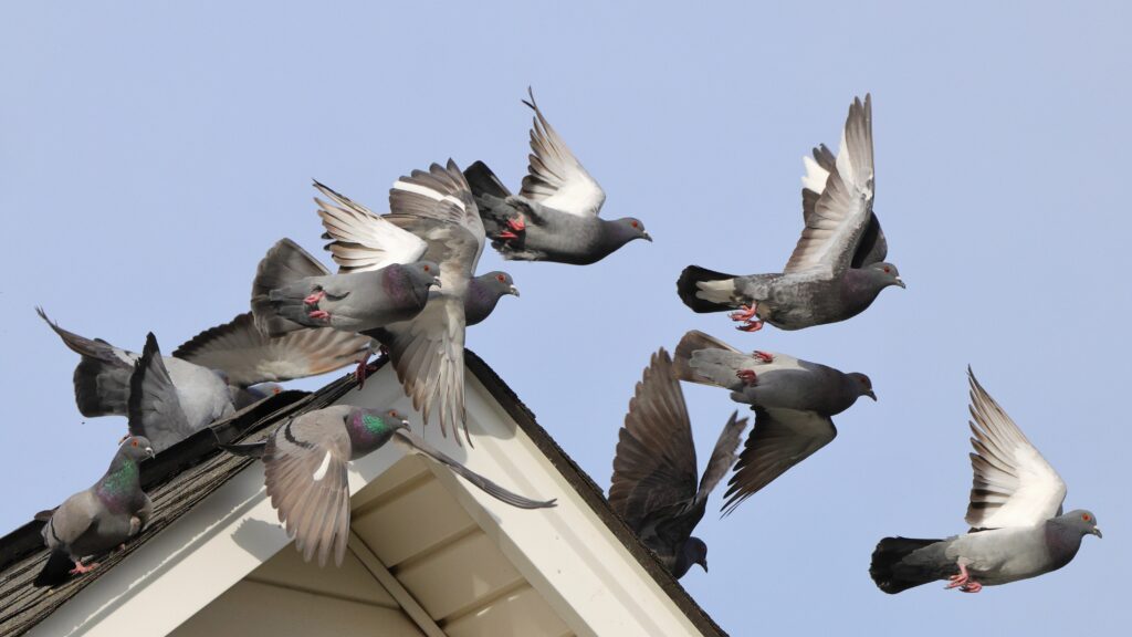 Pigeons prenant leur envol depuis le toit d'un bâtiment