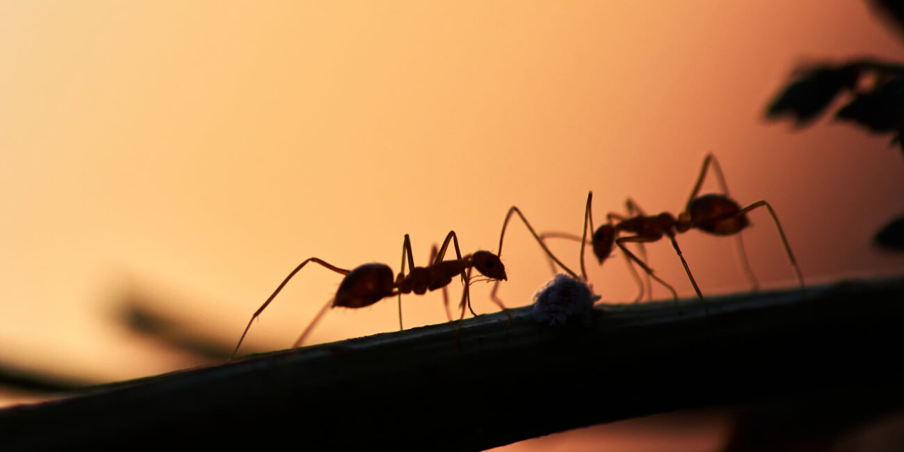 Silhouette d'une fourmi sur une plante à contre-jour