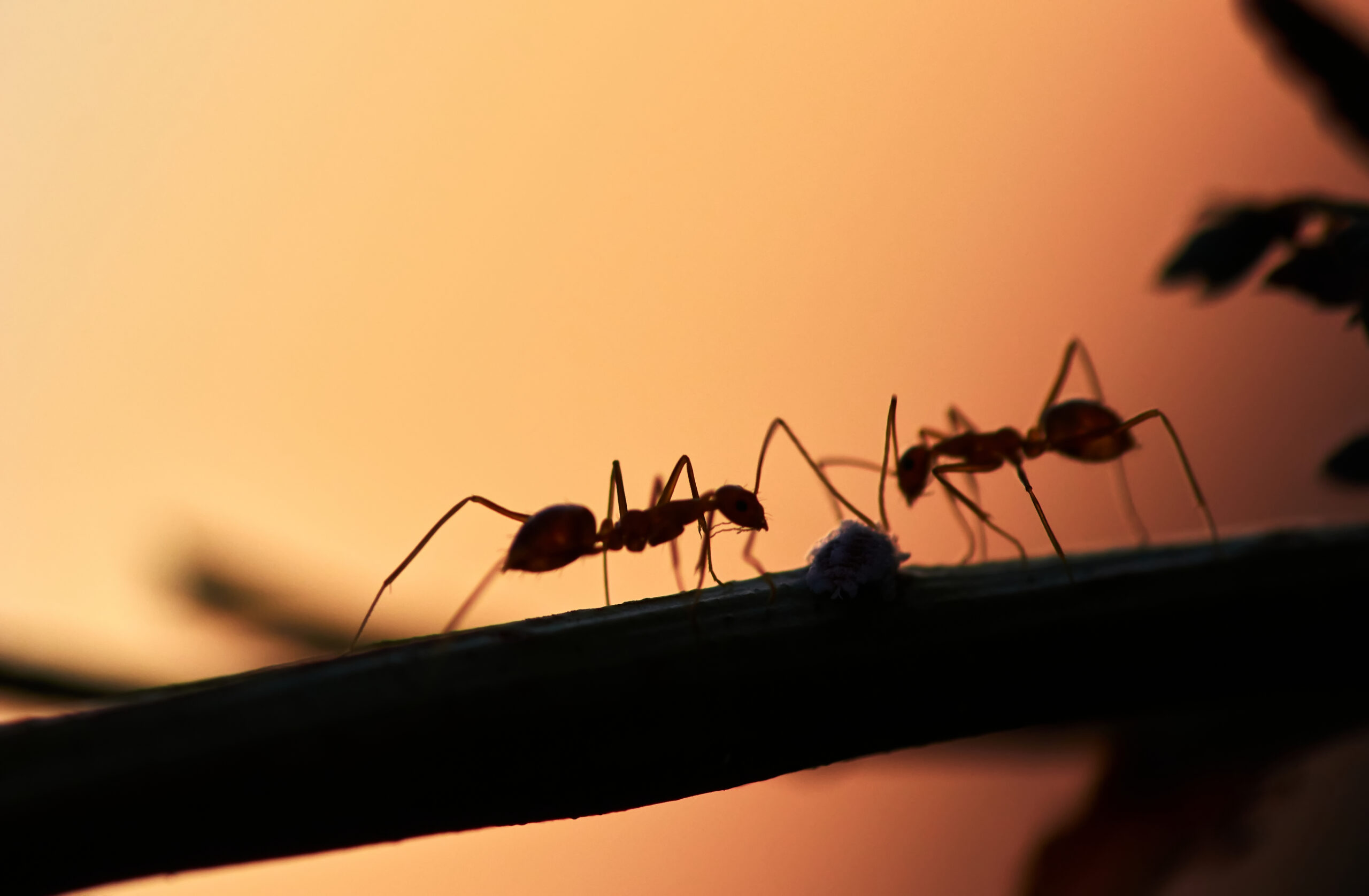 Silhouette d'une fourmi sur une plante à contre-jour