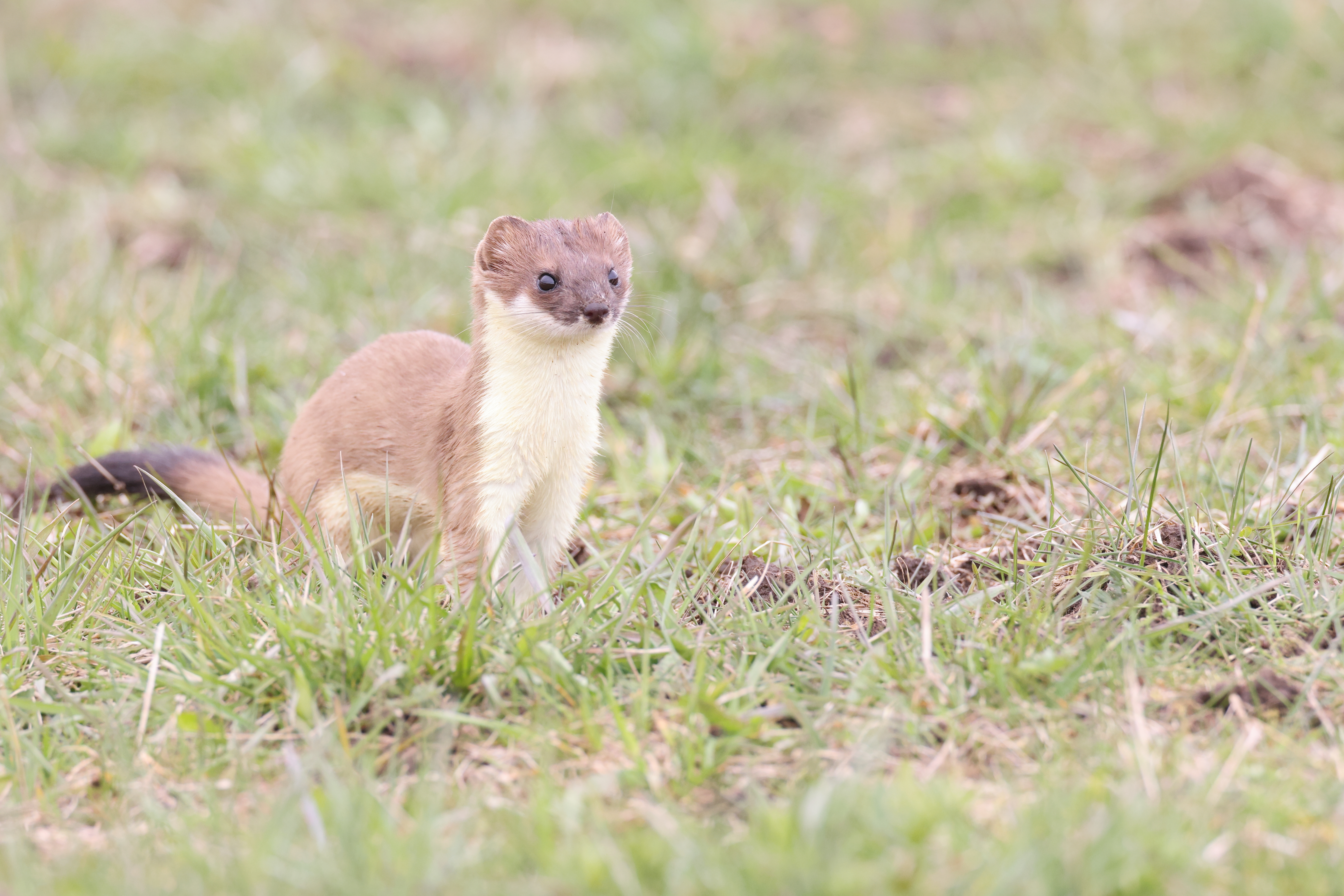 Hermine (Mustela erminea) mustélidé à pelage blanc dans son environnement