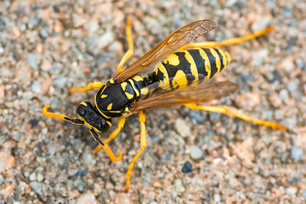 Grosse guêpe rayée agressive, cible des interventions anti-hyménoptères